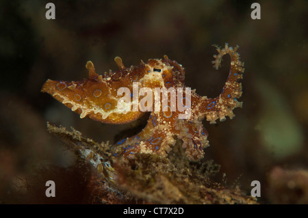 Blue ring Octopus, critter Hunt Tauchplatz, der Lembeh Straße, Indonesien Stockfoto