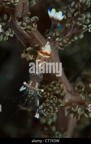 Periclemenes Tosaensis Kommensalen Garnelen auf Korallen - Critter Jagd Tauchplatz, Lembeh Straße, Indonesien Stockfoto