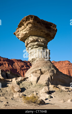 El Hongo oder der Pilz Stockfoto