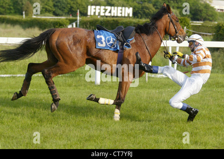 Ein Jockey stürzt aus dem Sattel seines Pferdes Stockfoto