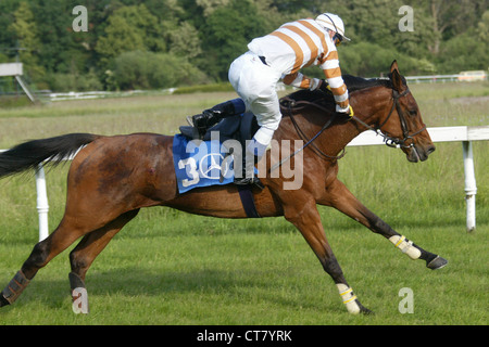 Ein Jockey stürzt aus dem Sattel seines Pferdes Stockfoto