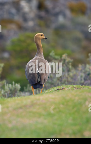 Weibliche Upland oder Magellan Gans (Chloephaga Picta), Parque Nacional de Tierra del Fuego, Ushuaia, Patagonien, Argentinien Stockfoto