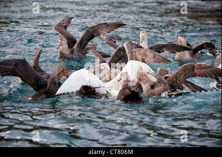 Südlichen giant Petrel (Macronectes Giganteus) in einer Fütterung Raserei, Cooper Bay, South Georgia Island Stockfoto