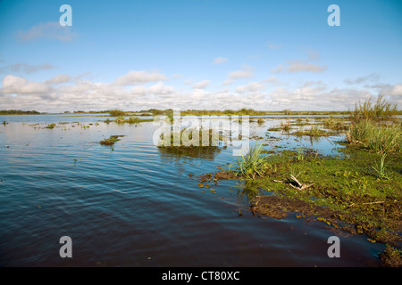 Schwimmende Inseln in der Laguna Ibera Stockfoto