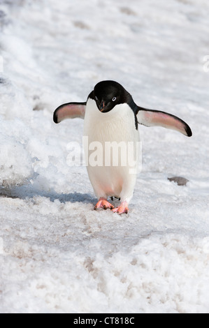 Adelie Penguin (Pygoscelis Adeliae), Paulet Island, Erebus und Terror Golf, antarktische Halbinsel Stockfoto