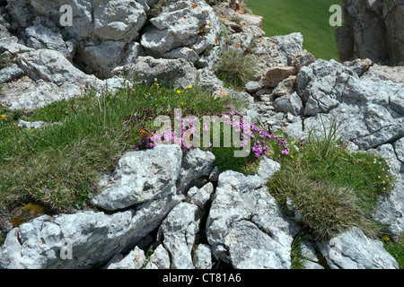 zwei kleine Schildpatt Schmetterlinge auf kleine lila Blüten in den Bergen, Österreich Stockfoto