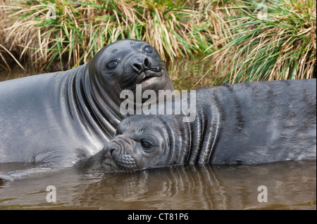 Zwei junge südlichen See-Elefanten (Mirounga Leonina) in Wasser, Fortuna Bay, South Georgia Island spielen Stockfoto