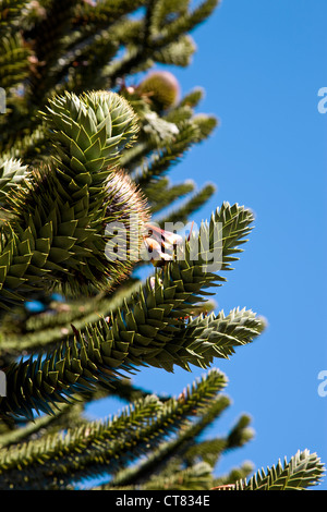 Araucaria oder Monkey Puzzle tree Stockfoto