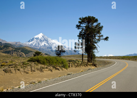 Araucaria oder Monkey puzzle-Baum auf Straße Ruta 60 in Richtung Chile mit Volcan Lanin im Hintergrund Stockfoto