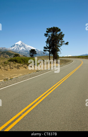 Araucaria oder Monkey puzzle-Baum auf Straße Ruta 60 in Richtung Chile mit Volcan Lanin im Hintergrund Stockfoto