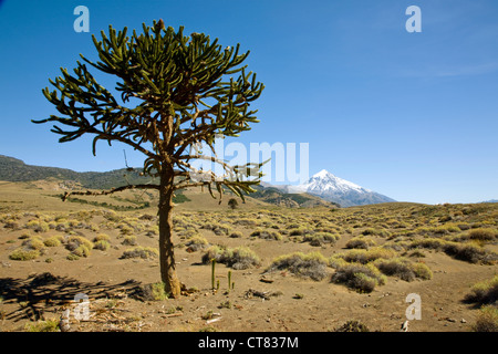 Araucaria oder Monkey puzzle-Baum auf Straße Ruta 60 in Richtung Chile mit Volcan Lanin im Hintergrund Stockfoto