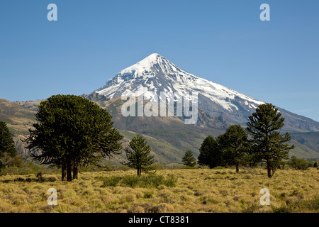 Araucaria oder Monkey puzzle-Baum auf Straße Ruta 60 in Richtung Chile mit Volcan Lanin im Hintergrund Stockfoto