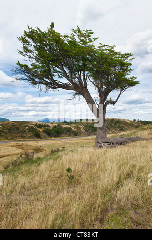 'Arboles Banderas', gebogen Baum, Feuerland, Patagonien, Argentinien Stockfoto