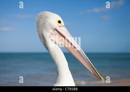 Porträt von einem australischen Pelikan vom Rand Wassers am Strand von Monkey Mia, Western Australia Stockfoto