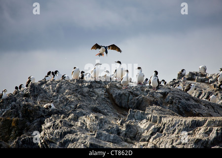 König Kormorane auf Isla de Pájaros im Beagle-Kanal Stockfoto