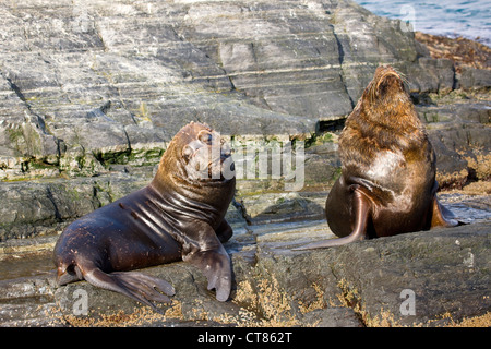 Männlichen südamerikanischen Seelöwen auf Isla de Pájaros im Beagle-Kanal Stockfoto