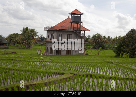 Blick auf die Reisfelder in der balinesischen Stadt Ubud, Bali, Indonesien Stockfoto