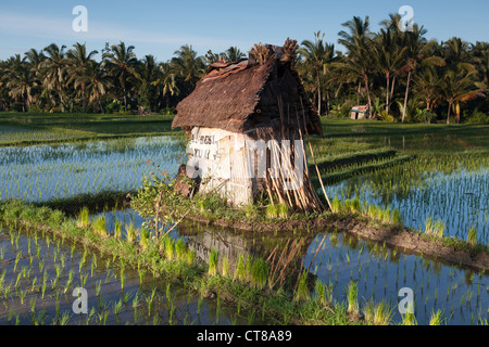 Blick auf die Reisfelder in der balinesischen Stadt Ubud, Bali, Indonesien Stockfoto