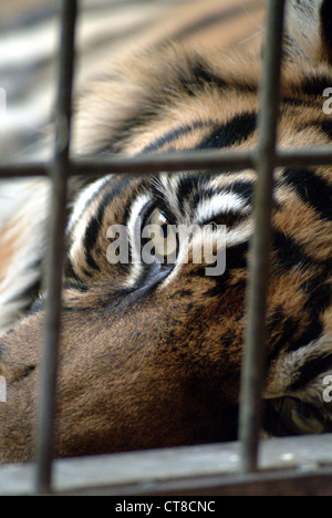 Tiger im Käfig Stockfoto