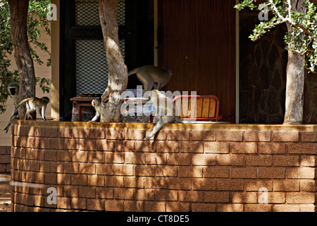 Vervet Affe (Chlorocebus Pygerythrus) sitzt auf einer Mauer im Kruger Park Camp, Krüger Nationalpark, Südafrika Stockfoto