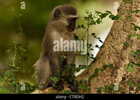 Vervet Affe (Chlorocebus Pygerythrus) in einem Baum, Krüger Nationalpark, Südafrika Stockfoto