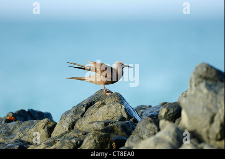 Gemeinsame oder braun Noddy, Anous Stolidus, Masirah Island, Vereinigte Arabische Emirate Stockfoto