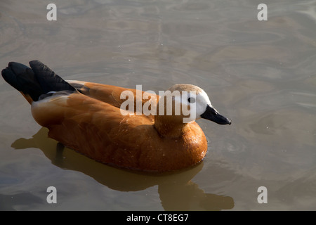 South African Brandgans (Tadorna Cana).  Auch bekannt als das Kap Brandgans. Stockfoto