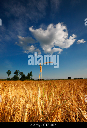 Wheat landscape Stockfoto