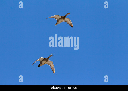 Gadwall (Anas Strepera / Mareca Strepera) männliche und weibliche im Flug, Deutschland Stockfoto