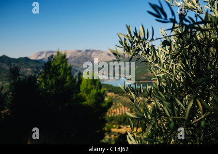 Ein Reservoir (El Tranco de Beas) und der schönen Olivenbaum gefüllt Landschaft von Las Sierras de Cazorla, Segura y Las Villas Stockfoto