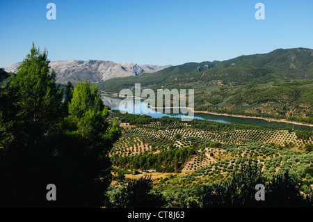 Ein Reservoir (El Tranco de Beas) und der schönen Olivenbaum gefüllt Landschaft von Las Sierras de Cazorla, Segura y Las Villas Stockfoto