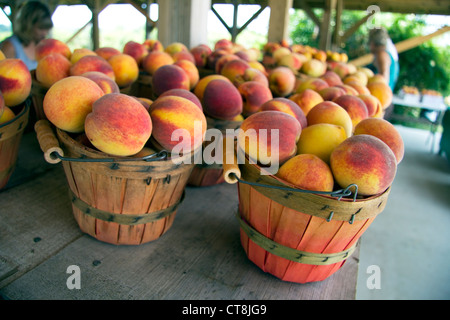 Pfirsiche in Fredericksburg, Texas zu verkaufen Stockfoto
