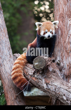 Roter Panda, Ailurus Fulgens, sitzt gerne auf einem Baum Stockfoto