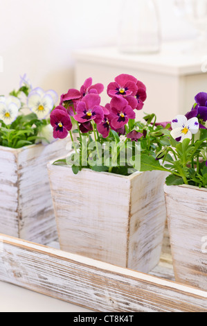 Gehörnte Stiefmütterchen (Viola cornuta) Stockfoto