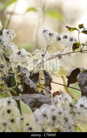 Old Man's Beard (Clematis vitalba) Stockfoto