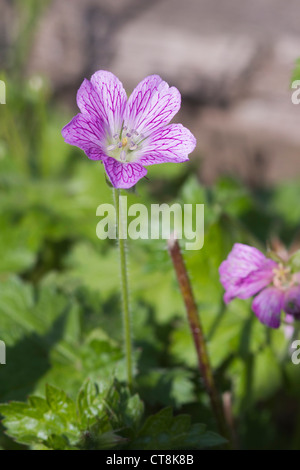 Druce des Krans-Rechnung (Geranium X oxonianum) Wildflower gefunden im Vereinigten Königreich Stockfoto