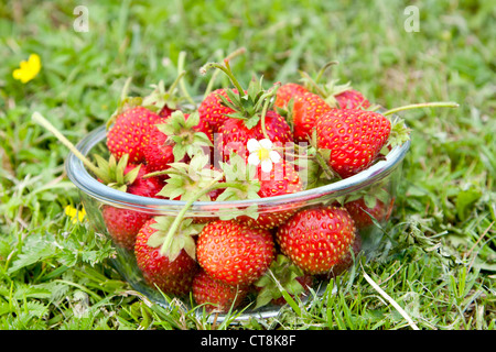 Frisch gepflückten Erdbeeren Stockfoto