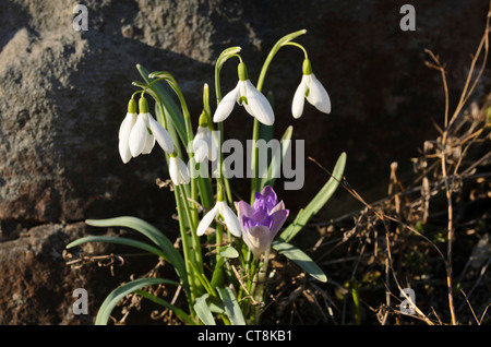 Gemeinsame Schneeglöckchen (Galanthus nivalis) und frühen Krokus (Crocus tommasinianus) Stockfoto