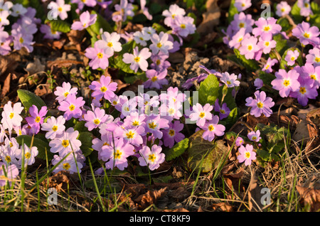 Comon Primel (Primula vulgaris Subsp sibthorpii) Stockfoto