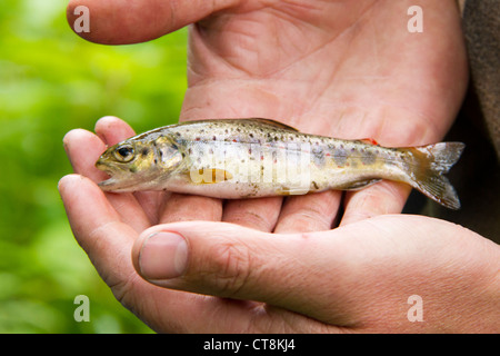 Eine junge Forelle in der Hand eines Fischers Stockfoto