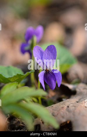 Süße Veilchen (Viola odorata) Stockfoto