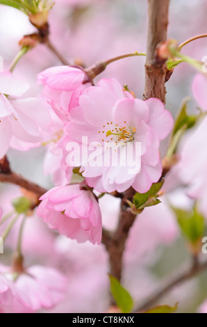 Herbst Kirsche (Prunus subhirtella x sargentii "Ritterschlag") Stockfoto