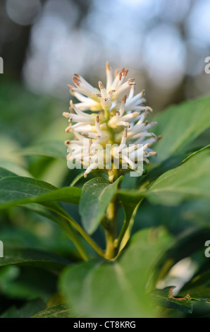 Japanische Wolfsmilch (pachysandra Terminalis) Stockfoto