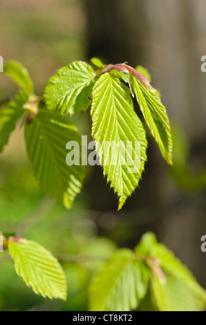 Gemeinsame Hainbuche (Carpinus betulus) Stockfoto