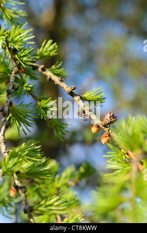 Europäische Lärche (Larix decidua) mit männlichen Blüten Stockfoto