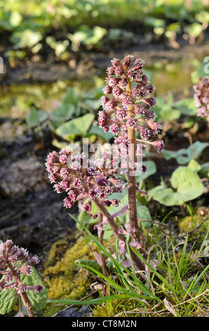 Gemeinsame Pestwurz (Petasites Hybridus) Stockfoto