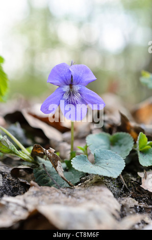 Frühe hund Veilchen (Viola reichenbachiana) Stockfoto