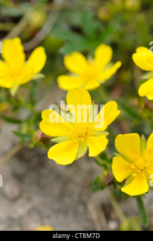 Feder cinquefoil (potentilla neumanniana Potentilla tabernaemontani) syn. Stockfoto