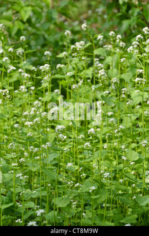 Die Knoblauchsrauke (alliaria petiolata) Stockfoto