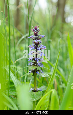 Teppich bugle (Ajuga reptans) Stockfoto